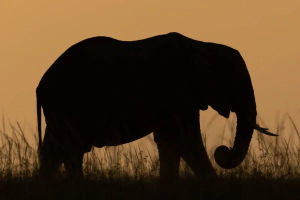 日没時に草の中のアフリカのブッシュゾウ — ストック写真
