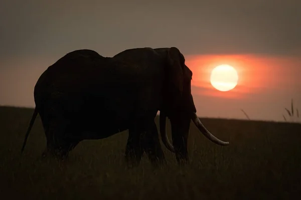 日没の地平線近くのアフリカのブッシュゾウ — ストック写真