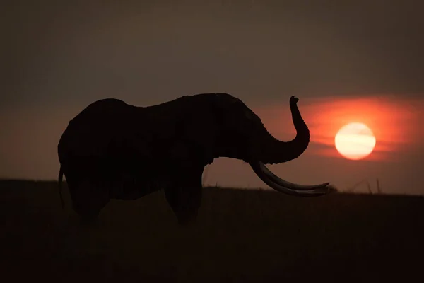 アフリカのブッシュ象は日没時にトランクを持ち上げる — ストック写真