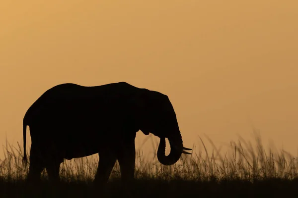 African Bush Elephant Horizon Dusk — Stock Photo, Image