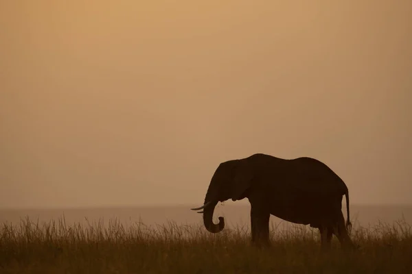 地平線のアフリカのブッシュゾウは日没で — ストック写真