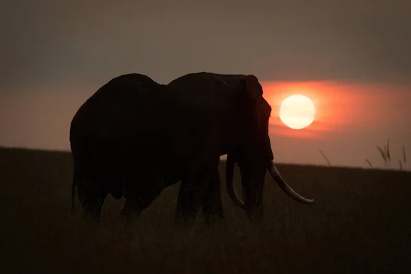 アフリカのブッシュゾウは日没時にシルエットに立つ — ストック写真
