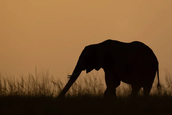 アフリカのブッシュ象は地平線上に幹を伸ばし — ストック写真