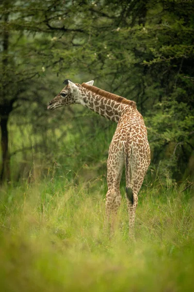 Malá Masai Žirafa Stromech Sklápějící Hlavu — Stock fotografie