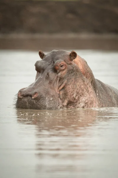 Primer Plano Cabeza Elevación Hipopótamos Pozo Agua — Foto de Stock