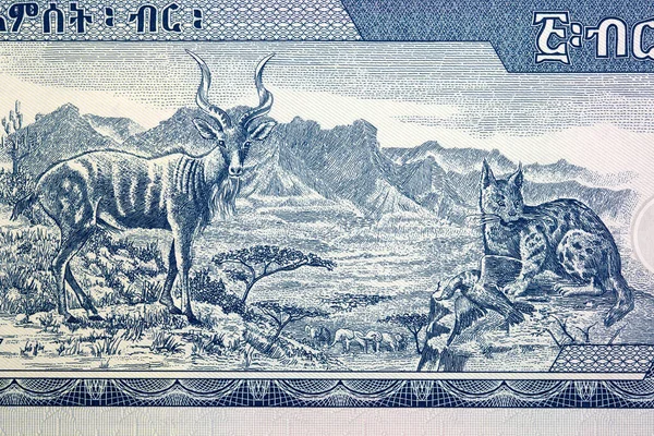 Africká Zvířata Pohoří Semien Etiopských Peněz Birr — Stock fotografie