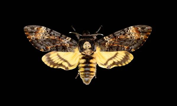 Afrikanischer Totenkopffalter Großer Schmetterling Vor Schwarzem Hintergrund — Stockfoto