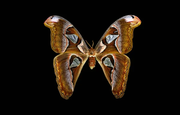 Krásný Motýl Černém Pozadí — Stock fotografie
