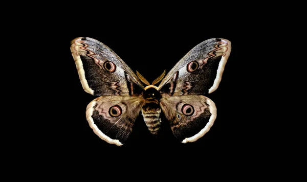 Butterfly Black Background — Stock Photo, Image