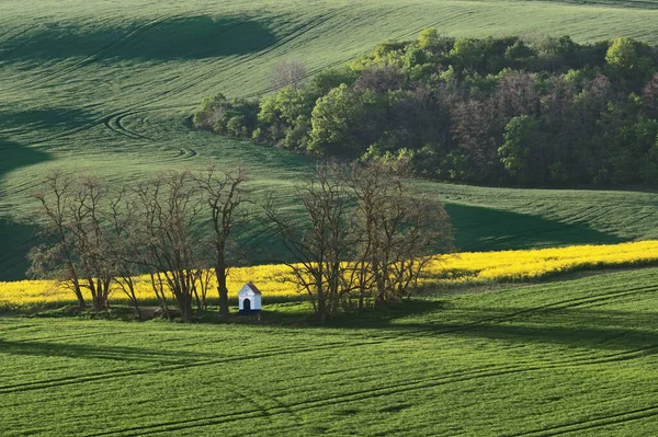Voorjaarsbloeiend Landschap Moravië Midden Europa — Stockfoto