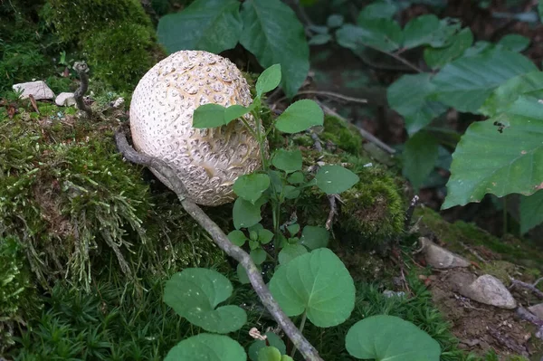 Paddenstoel Het Bos — Stockfoto