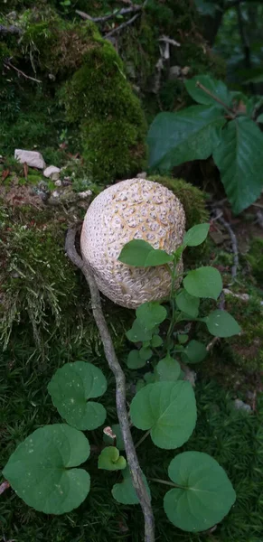 Schöner Weißer Pilz Wald — Stockfoto