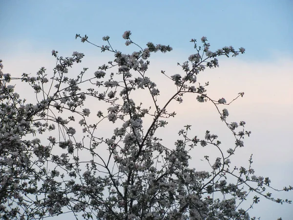 Bloeiende Appelboom Aan Blauwe Hemel Met Witte Wolken Achtergrond Prachtige — Stockfoto