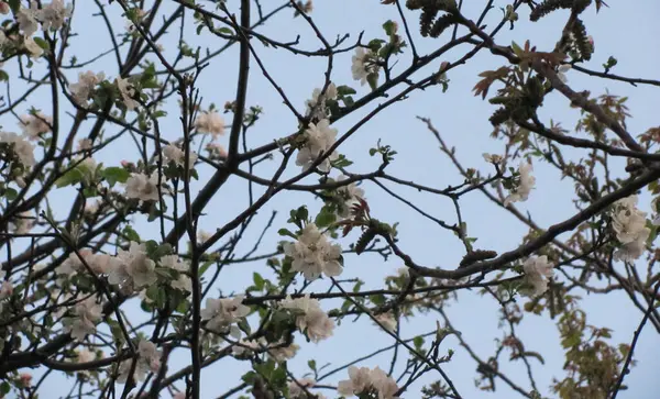 Macieira Florescente Fundo Céu Azul Bela Primavera Paisagem Natural — Fotografia de Stock