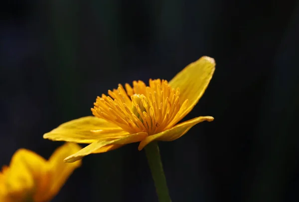 Zbliżenie Żółtego Marynaty Caltha Palustris — Zdjęcie stockowe