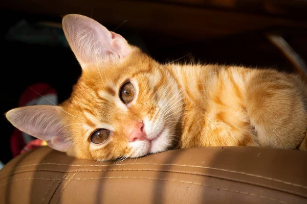 Grappig Rood Katje Portret Zomer Dag Closeup — Stockfoto