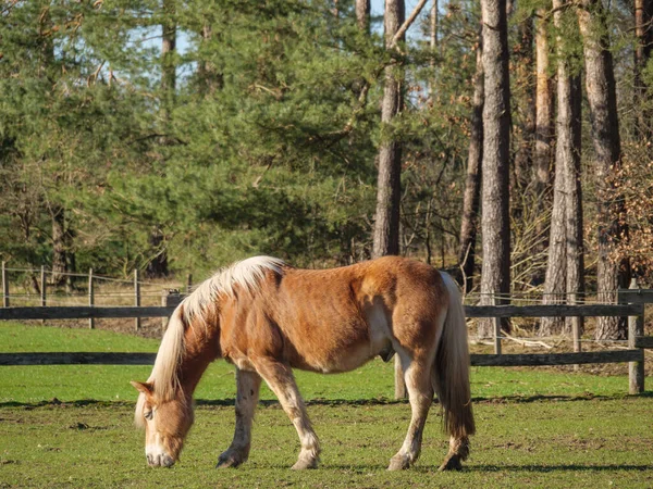 Randonnée Près Vreden Westphalie — Photo