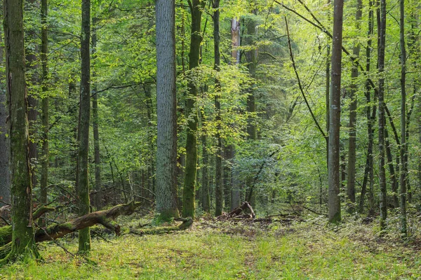 Bela Floresta Outono — Fotografia de Stock