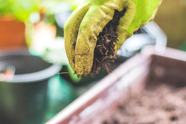 Primer Plano Una Planta Invernadero — Foto de Stock