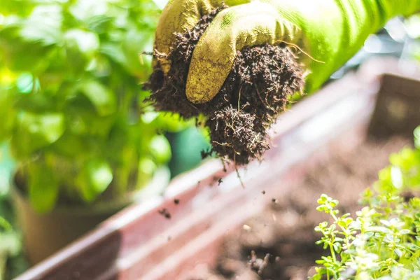 Primer Plano Una Mano Sosteniendo Una Planta Verde — Foto de Stock