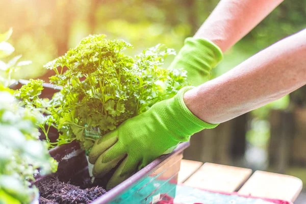 Mujer Está Plantando Verduras Hierbas Jardinería Urbana Plantas Frescas Suelo — Foto de Stock