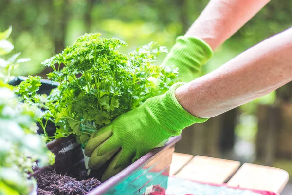 Mujer Está Plantando Verduras Hierbas Jardinería Urbana Plantas Frescas Suelo — Foto de Stock