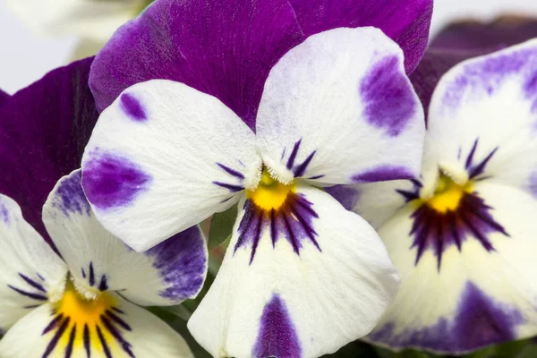 Bunte Frühlingsblumen Stiefmütterchen Blühen Garten — Stockfoto