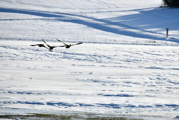 Avion Volant Dans Ciel — Photo