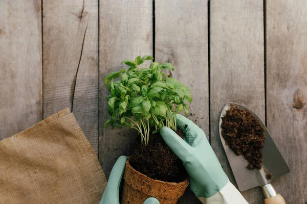 Conceito Hobby Jardinagem Mãos Segurando Pote Ecológico Com Planta Verde — Fotografia de Stock