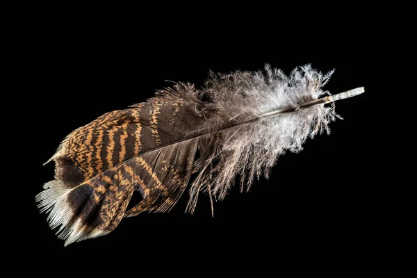 Macro Shot Red Brown Turkey Feather Isolated Black — Stock Photo, Image