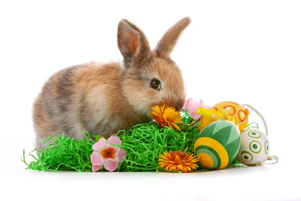 Cute Dwarf Rabbit Easter Motif White Background High Quality Photo — Stock Photo, Image