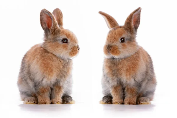 Schattig Dwergkonijn Met Paasmotief Een Witte Achtergrond Hoge Kwaliteit Foto — Stockfoto