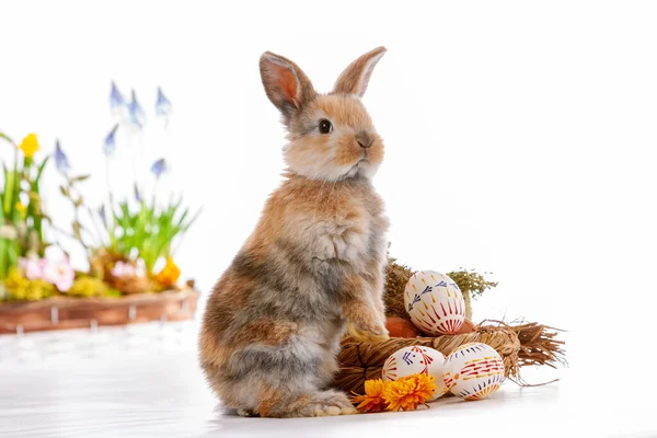 白色背景上有复活节图案的可爱矮兔子 高质量的照片 — 图库照片