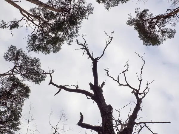 Vista Sulle Cime Albero Prosciugato — Foto Stock