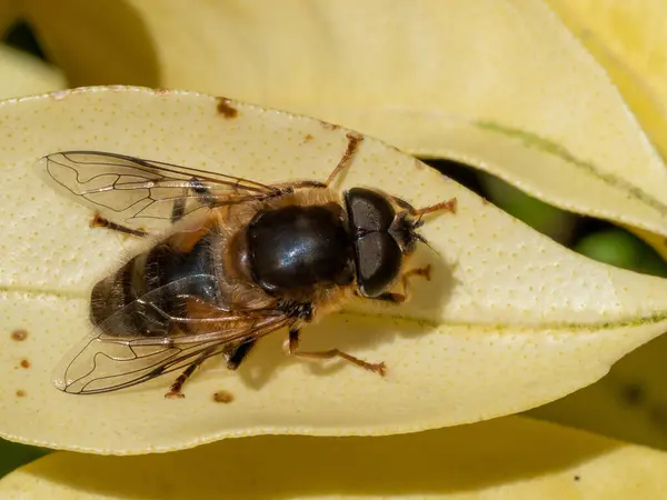 Close Van Een Wesp Een Bloem — Stockfoto