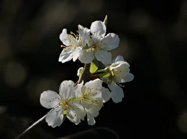 White Flowers Tree Garden — Stock Photo, Image