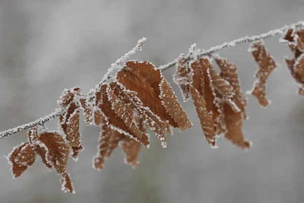 冬季冰冻树叶与积雪隔离紧密相连 — 图库照片