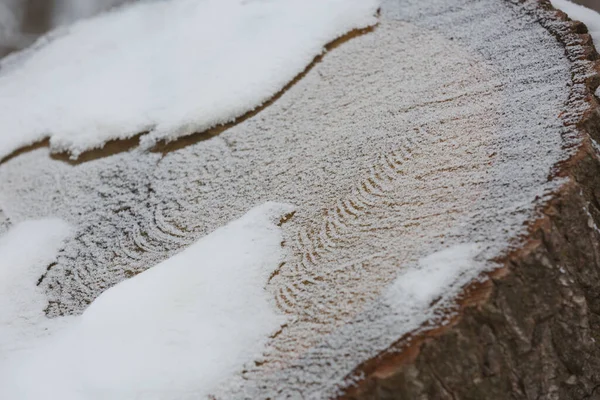 Detalhe Padrão Abstrato Tronco Congelado Coberto Por Neve — Fotografia de Stock