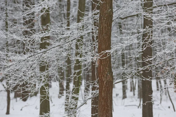 雪の冬の森の背景 チェコ共和国で雪に覆われた美しいトウヒの木の幹のパターン — ストック写真