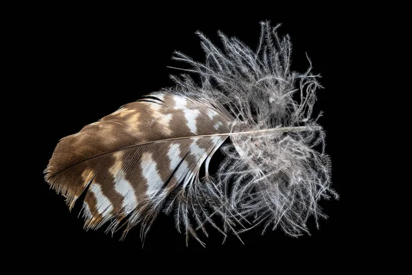 Macro Disparo Una Pluma Buitre Marrón Aislado Negro — Foto de Stock