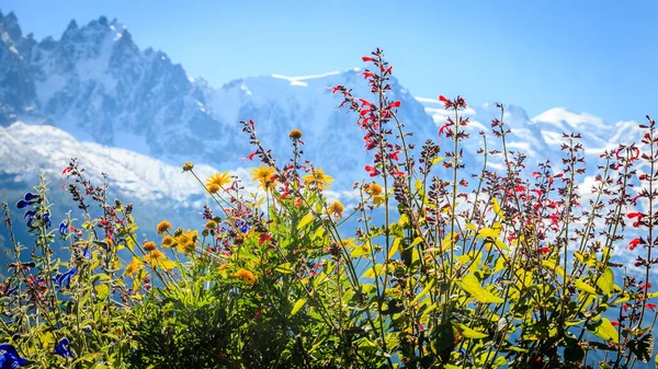 山の中の美しい花 — ストック写真