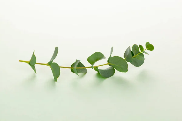 Hojas Frescas Eucalipto Sobre Fondo Verde Hierba Decorativa Médica — Foto de Stock