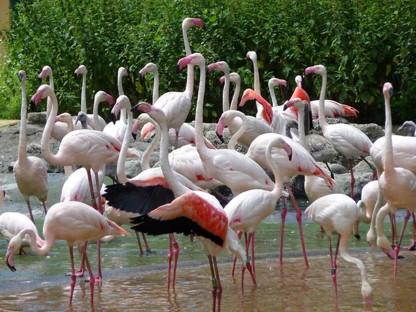Rebanho Flamingos Água — Fotografia de Stock