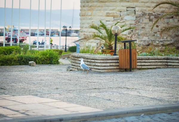 Bulgarien Sommer Nessebar Ist Eine Alte Stadt Unesco — Stockfoto