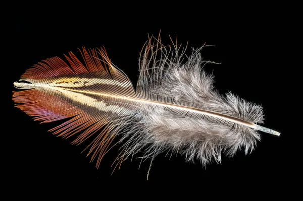Macro Shot Red Brown Pheasant Feather Isolated Black — Stock Photo, Image