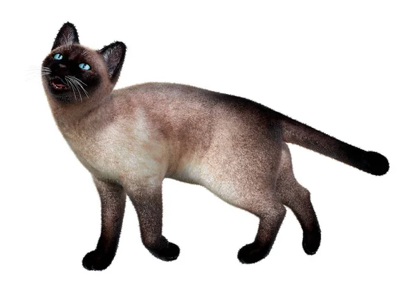 基于白色背景的暹罗家猫3D渲染 — 图库照片