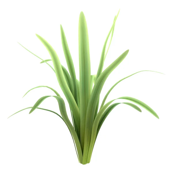 Rendering Green Bromeliad Plant Isolated White Background — Stock Photo, Image