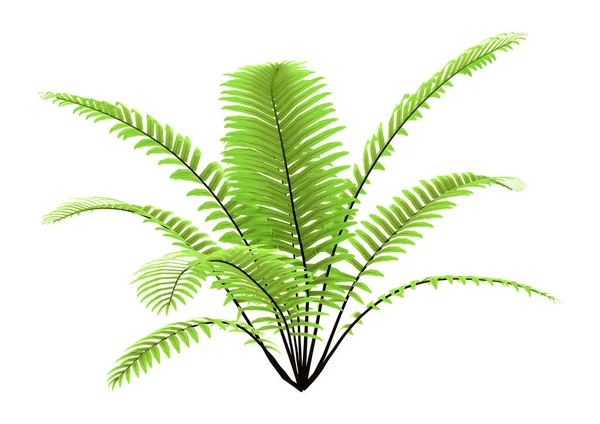 Візуалізація Рослини Зеленого Папороті Ізольовано Білому Тлі — стокове фото