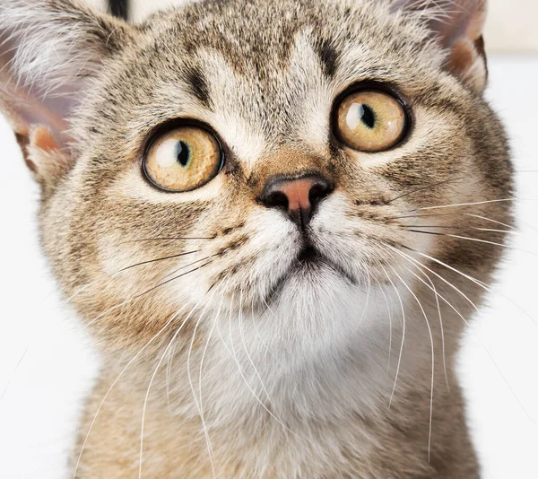 Kätzchen Golden Getickt Schottischer Chinchilla Sitzt Gerade Vorne Auf Weißem — Stockfoto