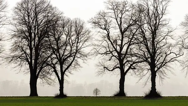 Prachtig Uitzicht Natuur Scene — Stockfoto